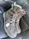 Bottes De Chasse Cabella Pour Homme, Pointure 13, Gore-tex, Neuves Sans &eacute;tiquettes